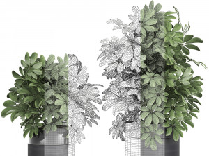 decorative schefflera in flowerpots 766 3D Model