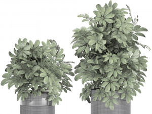 decorative schefflera in flowerpots 766 3D Model