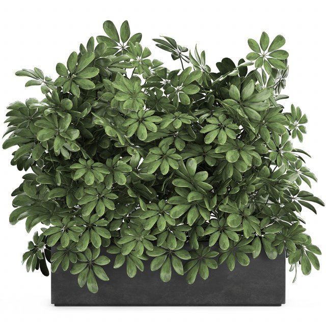 decorative schefflera in flowerpots 767 Model 3D .c4d .max .obj .3ds .fbx .stl .blend 