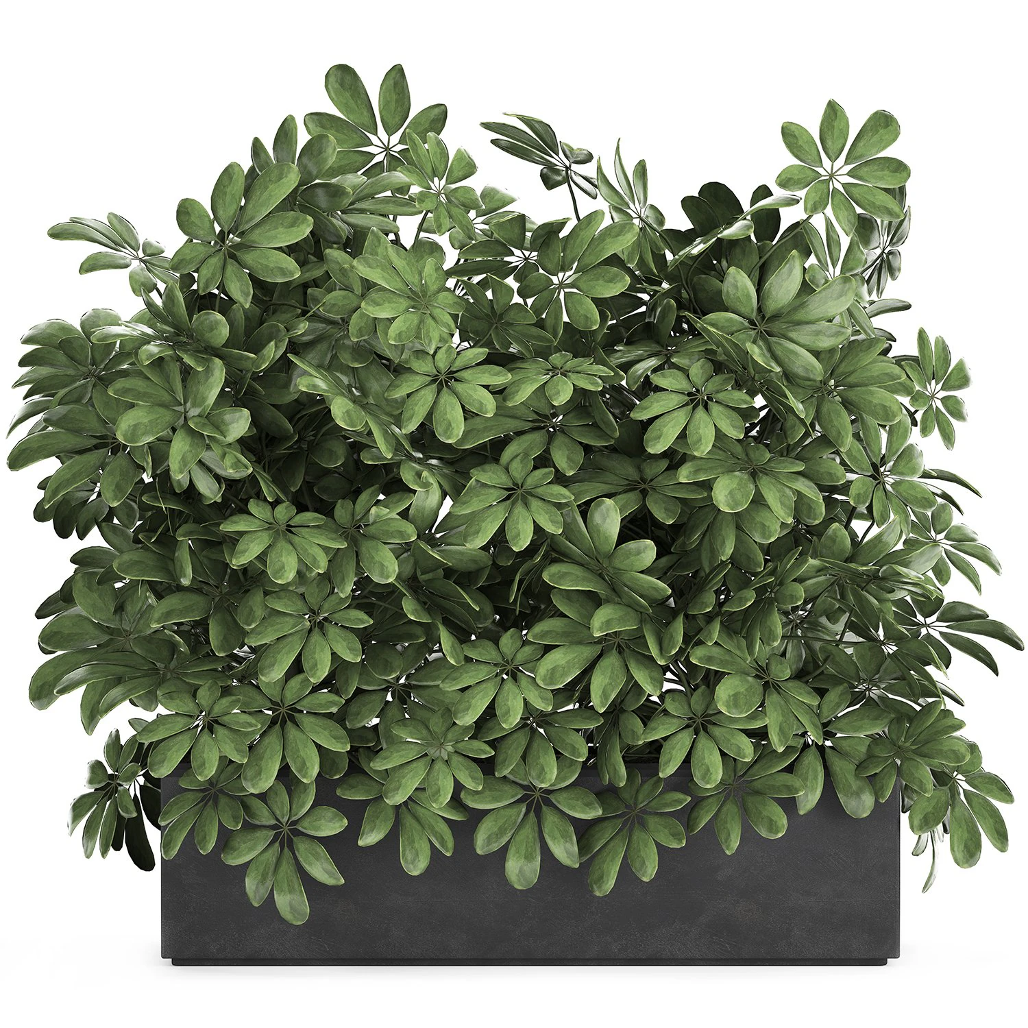 decorative schefflera in flowerpots 767 3D Model .c4d .max .obj .3ds .fbx .stl .blend 