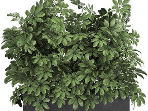 decorative schefflera in flowerpots 767 3D Model