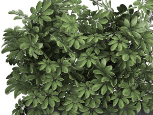 decorative schefflera in flowerpots 767 Model 3D