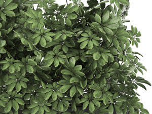 decorative schefflera in flowerpots 767 Model 3D