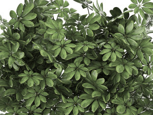decorative schefflera in flowerpots 767 Model 3D
