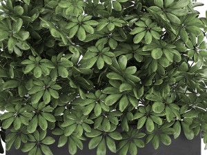 decorative schefflera in flowerpots 767 Model 3D