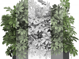decorative schefflera in flowerpots 767 Model 3D