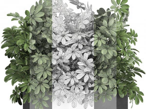 decorative schefflera in flowerpots 767 3D Model