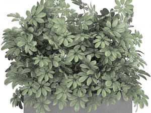 decorative schefflera in flowerpots 767 Model 3D