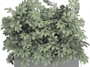 decorative schefflera in flowerpots 767 3D Model