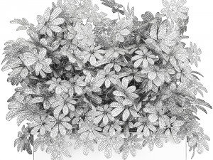 decorative schefflera in flowerpots 767 Model 3D