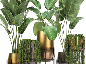 houseplants in a gold pot for the interior 768 3D Model
