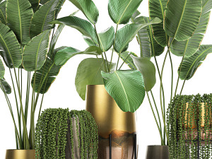 houseplants in a gold pot for the interior 768 3Dモデル