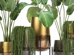 houseplants in a gold pot for the interior 768 3Dモデル