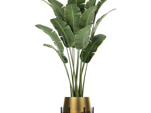 houseplants in a gold pot for the interior 768 3Dモデル