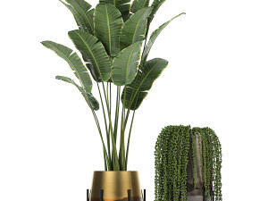 houseplants in a gold pot for the interior 768 3Dモデル