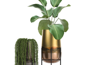 houseplants in a gold pot for the interior 768 3Dモデル