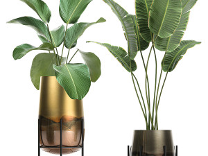 houseplants in a gold pot for the interior 768 3Dモデル