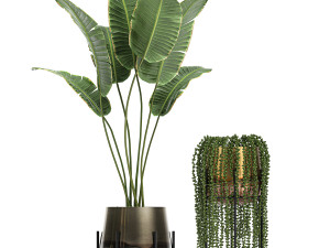 houseplants in a gold pot for the interior 768 3Dモデル