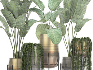 houseplants in a gold pot for the interior 768 3Dモデル
