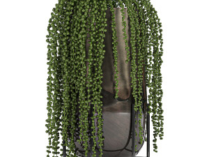 houseplants in a gold pot for the interior 768 3Dモデル
