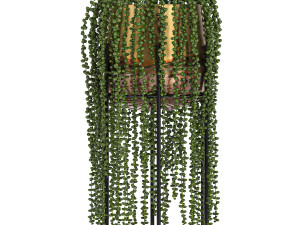 houseplants in a gold pot for the interior 768 3Dモデル