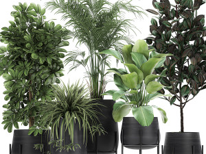 collection of decorative plants in flowerpots 769 3D मॉडल