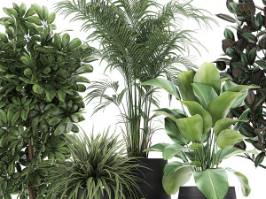 collection of decorative plants in flowerpots 769 3D Model
