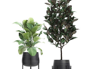 collection of decorative plants in flowerpots 769 3D 모델