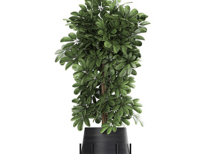 collection of decorative plants in flowerpots 769 3D 모델