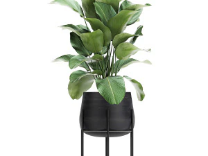 collection of decorative plants in flowerpots 769 3D Model