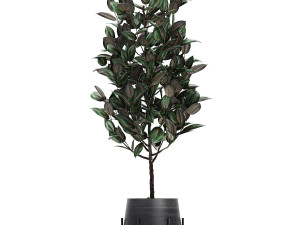 collection of decorative plants in flowerpots 769 3D 모델