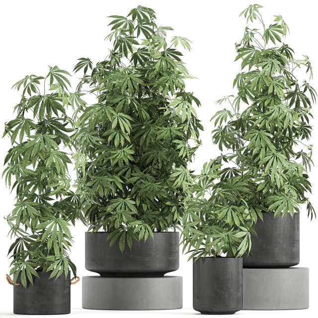 decorative cannabis in flowerpots 770 3D Модель .c4d .max .obj .3ds .fbx .stl .blend 