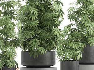 decorative cannabis in flowerpots 770 3D Модель