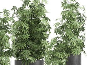 decorative cannabis in flowerpots 770 3D Модель