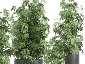 decorative cannabis in flowerpots 770 3D Model