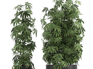 decorative cannabis in flowerpots 770 3D Model