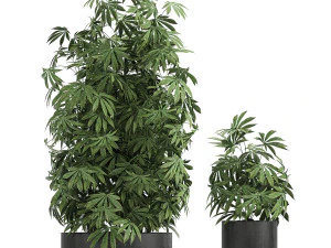 decorative cannabis in flowerpots 770 3D Model
