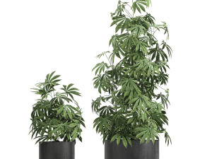 decorative cannabis in flowerpots 770 3D Модель