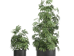 decorative cannabis in flowerpots 770 3D Model