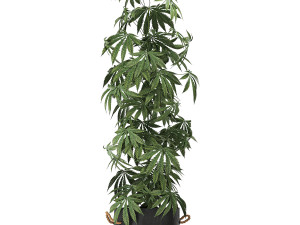 decorative cannabis in flowerpots 770 3D Модель