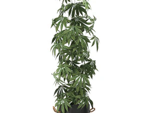 decorative cannabis in flowerpots 770 3D Model