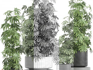decorative cannabis in flowerpots 770 3D Model
