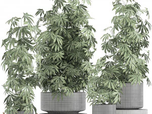decorative cannabis in flowerpots 770 3D Model