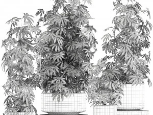 decorative cannabis in flowerpots 770 3D Model