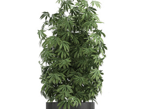 decorative cannabis in flowerpots 770 3D Модель