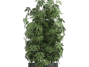 decorative cannabis in flowerpots 770 3D Model