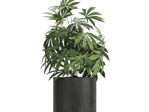 decorative cannabis in flowerpots 770 3D Model