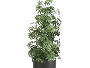 decorative cannabis in flowerpots 770 3D Модель