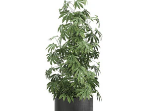 decorative cannabis in flowerpots 770 3D Model