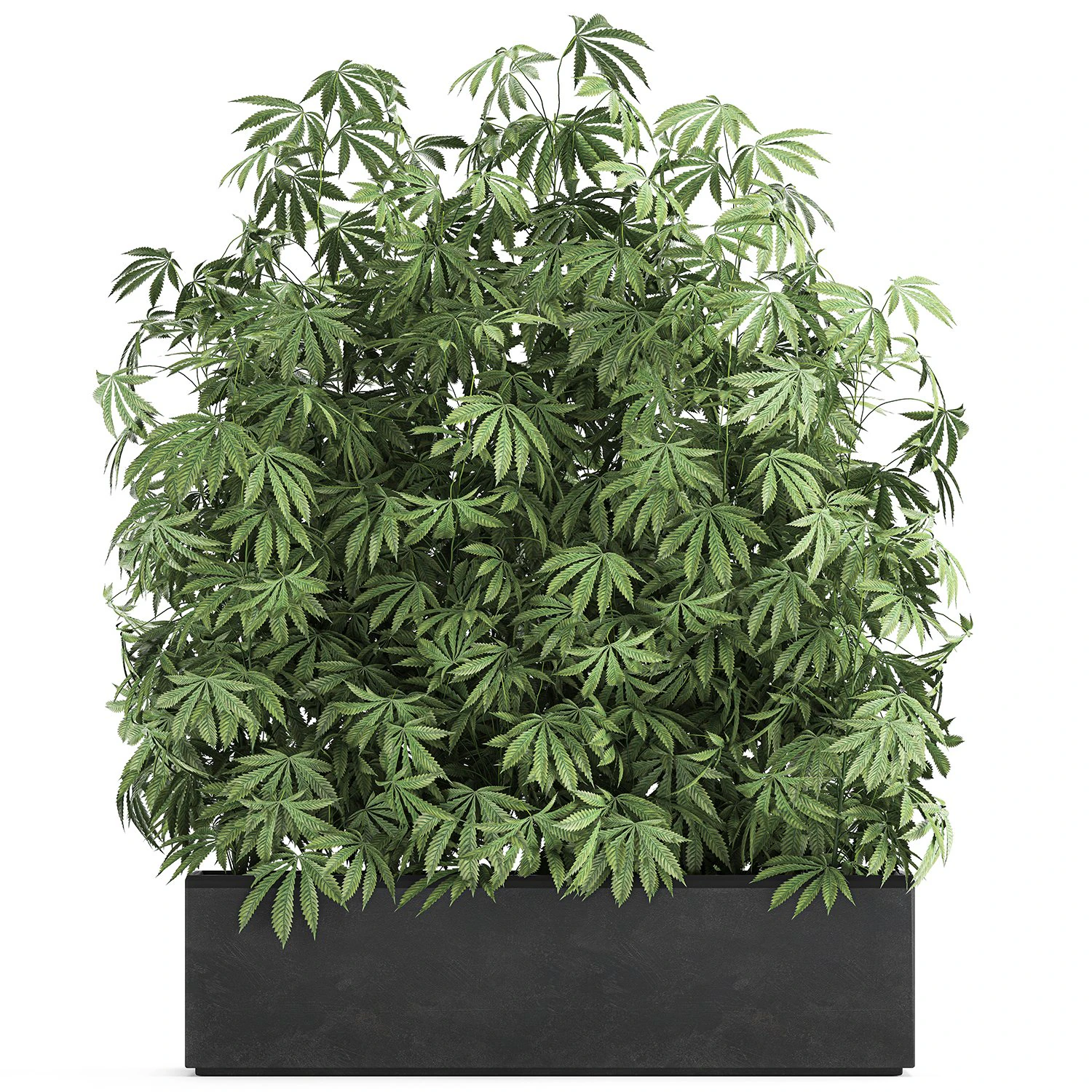 decorative cannabis in flowerpots 771 3D Model .c4d .max .obj .3ds .fbx .stl .blend